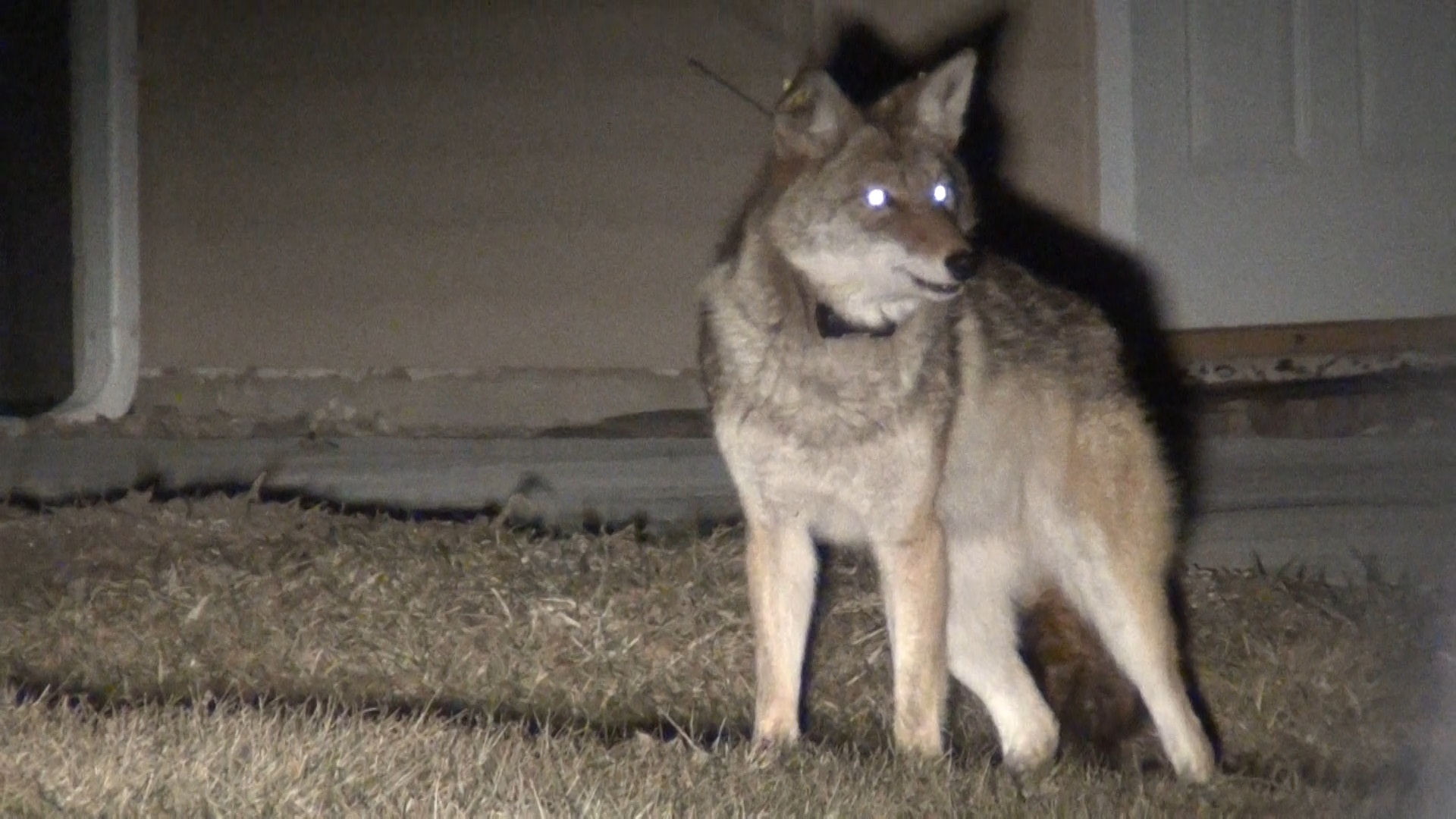 Good Natured: Big coyotes? They're just fluffy | Urban Coyote Research